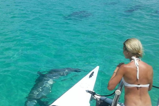 Shallow Water Snorkeling and Dolphin Watching in Key West - Key points worth knowing before you go