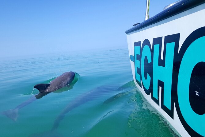 Shallow Water Snorkeling and Dolphin Watching in Key West - Meeting at Key West Bight: Easy start, real water time