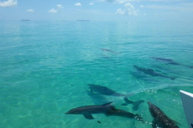 Shallow Water Snorkeling and Dolphin Watching in Key West - What you might spot: Fish, turtles, sharks, and the wreck details