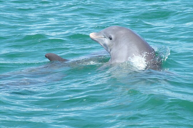 Shallow Water Snorkeling and Dolphin Watching in Key West - Dolphin sightings and wind: The one factor you can’t out-plan