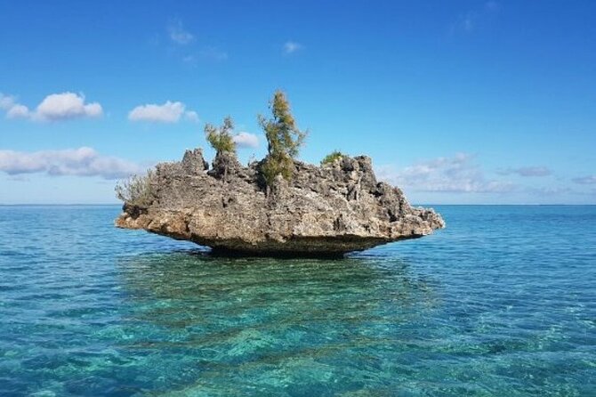 Shared 10 Pax Boat Tour: Dolphin Watching, Snorkelling and BBQ - Key Points to Know Before You Go