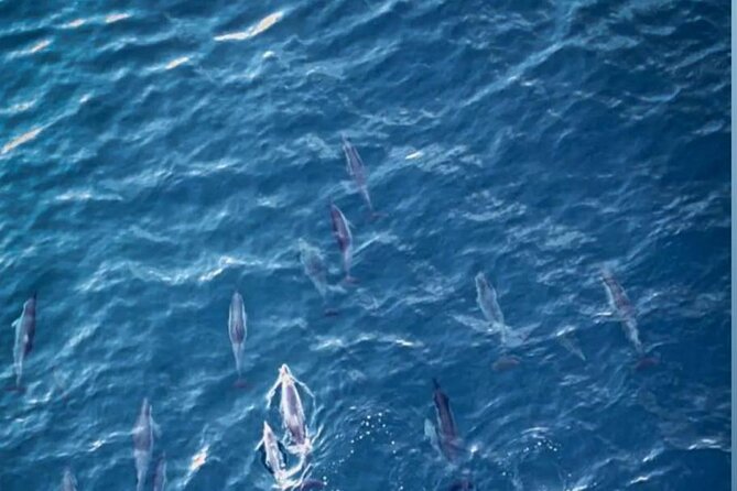 Shared 10 Pax Boat Tour: Dolphin Watching, Snorkelling and BBQ - Morning Start From La Gaulette: What 6am Really Means