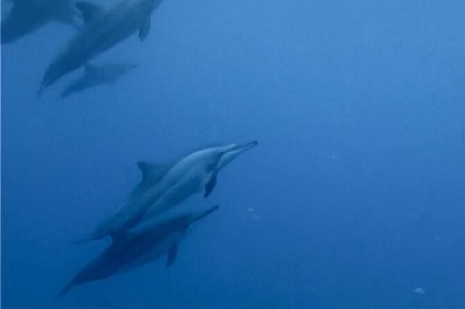 Shared 10 Pax Boat Tour: Dolphin Watching, Snorkelling and BBQ - Crystal Rock Snorkelling: Colorful Reefs and Photo Moments