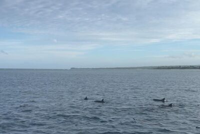 Shared 10 Pax Boat Tour: Dolphin Watching, Snorkelling and BBQ - Dolphins in the Water: Spinner + Bottled-Nose in a Respectful Setup