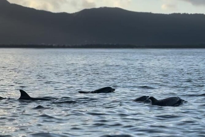 Shared 10 Pax Boat Tour: Dolphin Watching, Snorkelling and BBQ - Who This Tour Fits Best (and Who Might Want Another Option)