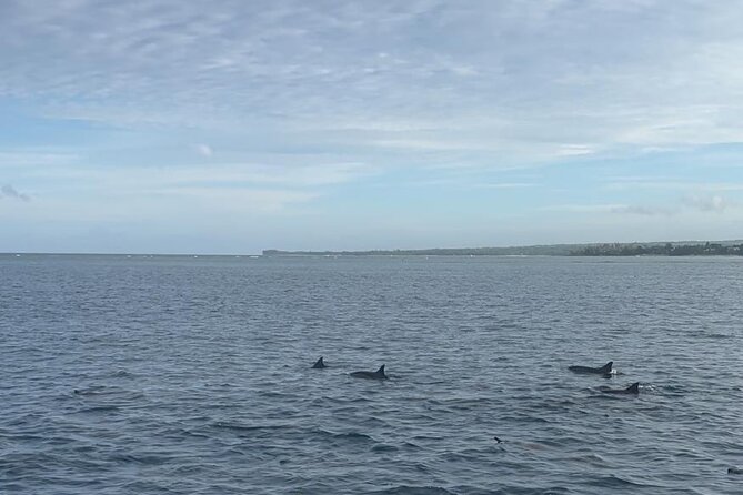 Shared 10 Pax Boat Tour: Dolphin Watching, Snorkelling and BBQ - Dolphins in the Water: Spinner + Bottled-Nose in a Respectful Setup