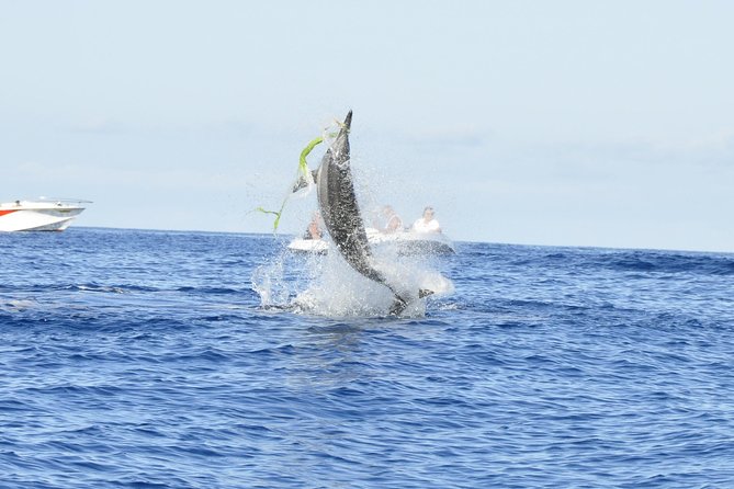 Shared Dolphin Encounter in Mauritius - Key Points at a Glance