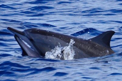 Shared Dolphin Encounter in Mauritius - Chamarel to the Water: A 7:00 am Start That Sets the Tone