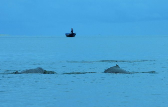 Shared Mangrove & Irrawaddy Dolphin Watching Cruise - Santubong River Mangroves: Why This Cruise Works