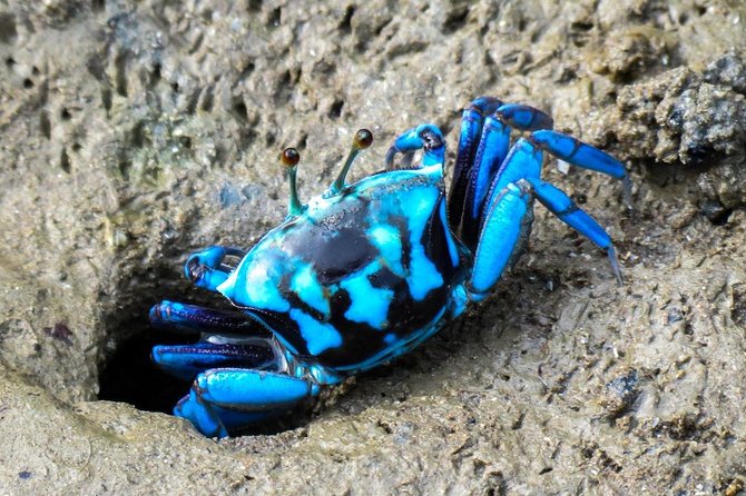 Shared Mangrove & Irrawaddy Dolphin Watching Cruise - Kampung Santubong and Wildlife-Spotting: What to Expect