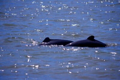 Shared Mangrove & Irrawaddy Dolphin Watching Cruise - Dolphin Watching Without Self-Drive Stress