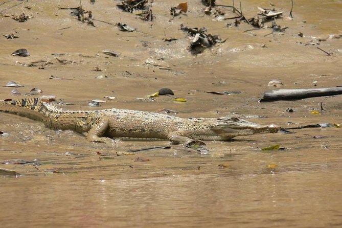 Shared Mangrove & Irrawaddy Dolphin Watching Cruise - Who This Cruise Suits Best in Kuching