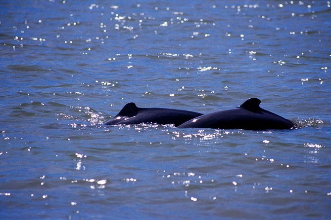 Shared Mangrove & Irrawaddy Dolphin Watching Cruise - Dolphin Watching Without Self-Drive Stress