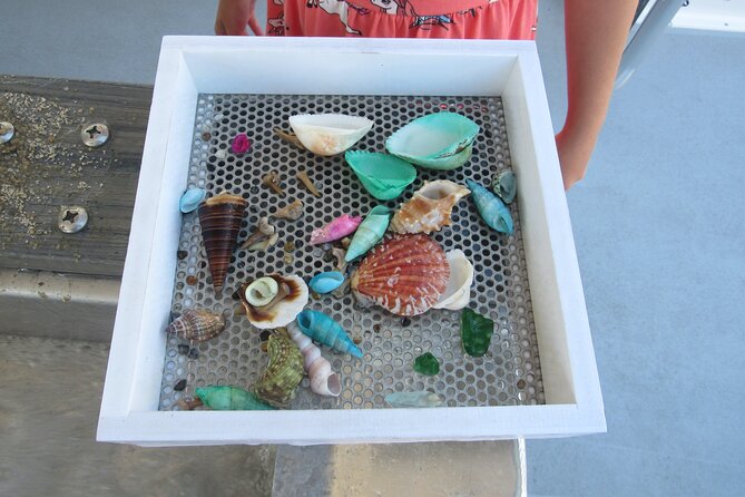Shark Teeth and Shells, Dolphin and Shelling Tour Boat Clearwater Beach - Weather and refunds: plan around the Gulf