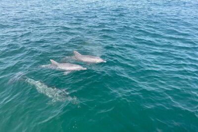 Shell Island Dolphin and Snorkel Boat Tour - Stop 1: Shell Island’s 7 Miles of Sand, Shells, and Water Fun