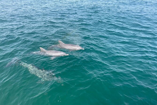 Shell Island Dolphin and Snorkel Boat Tour - Stop 1: Shell Island’s 7 Miles of Sand, Shells, and Water Fun
