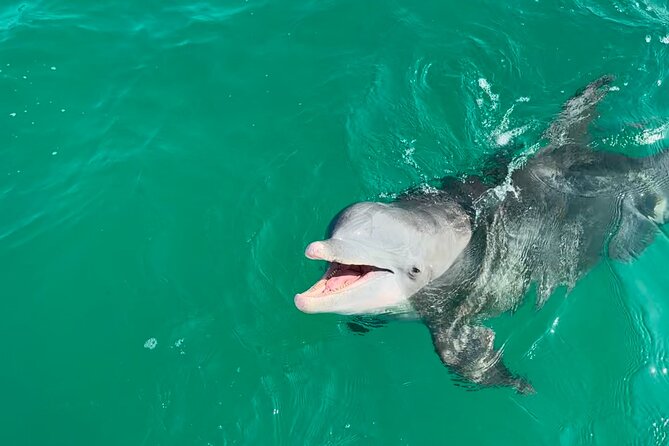 Shell Island Dolphin Sightseeing Boat Tour in Panama City Beach - The dolphins: what to expect during the 90 minutes