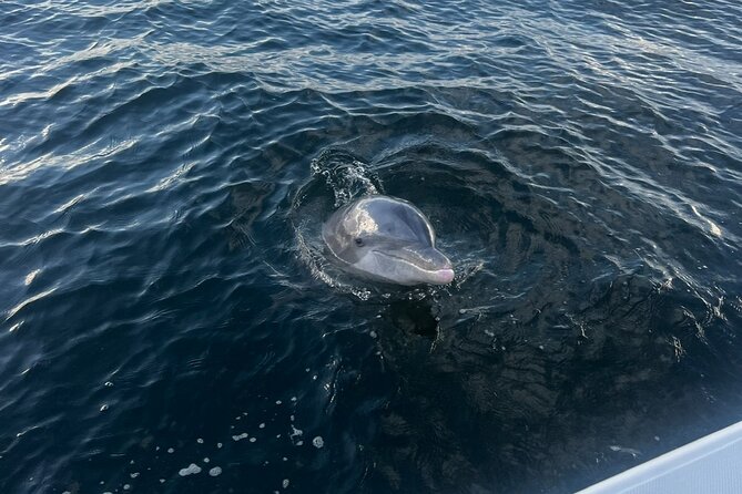 Shell Island Dolphin Sightseeing Boat Tour in Panama City Beach - Comfort on board: seating, time on the water, and what to bring
