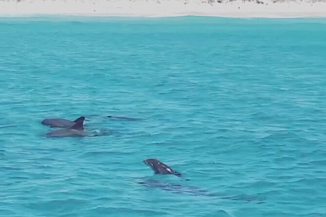 Shell Island Dolphin Sightseeing Boat Tour in Panama City Beach - Meeting point reality: finding 5325 N Lagoon Dr