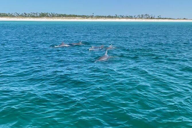 Shell Island Dolphin Sightseeing Boat Tour in Panama City Beach - Price and value: is $40 a fair deal?
