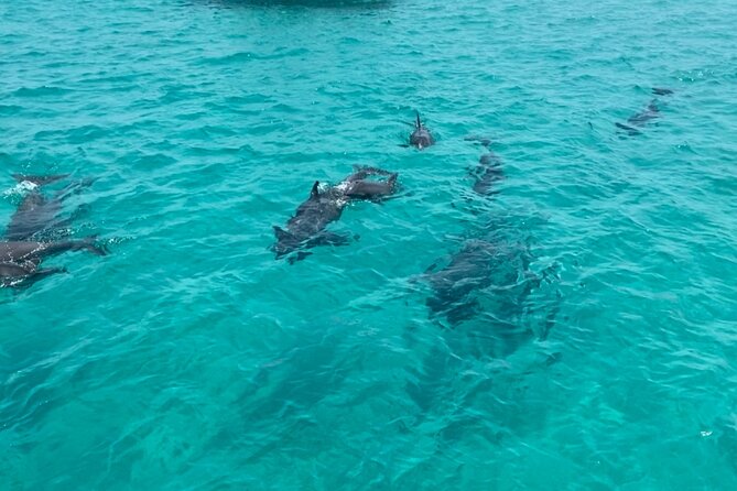 Shell Island Dolphin Sightseeing Boat Tour in Panama City Beach - Weather matters: when the trip runs and when it doesn’t