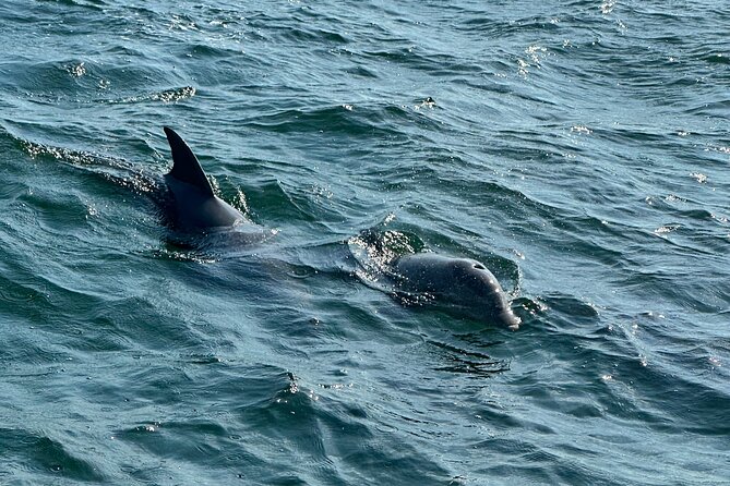 Shell Island Dolphin Sightseeing Boat Tour in Panama City Beach - Who should book this tour