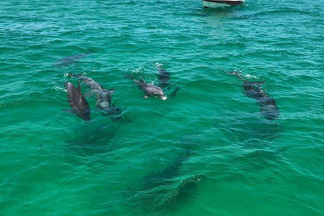 Shell Island Snorkel and Dolphin Catamaran Cruise with Island Time - Paddleboards and the waterslide: the easy way to turn a cruise into play