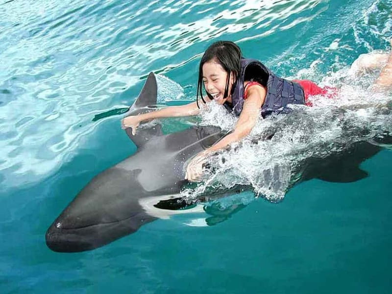 Side/Alanya: Swimming with Dolphins and Dolphin Show - Key highlights you should know