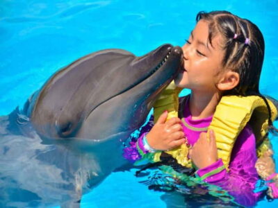 Side/Alanya: Swimming with Dolphins and Dolphin Show - The Dolphin and Sea-Lion Show: Your First Taste of the Action