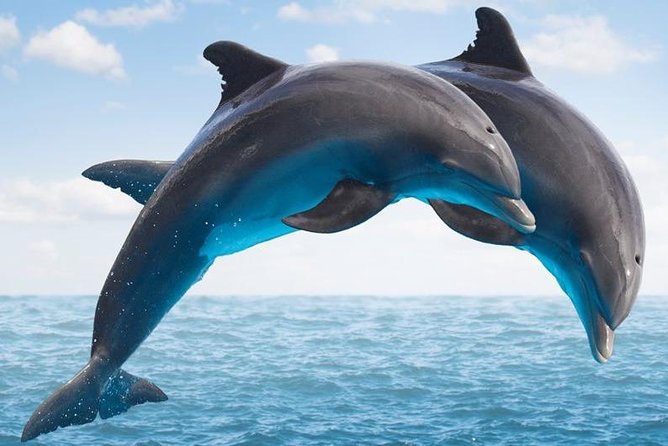 "Side: Boat Adventure to Dolphin Island – Swim and Enjoy Lunch" - Key Things I’d Watch For