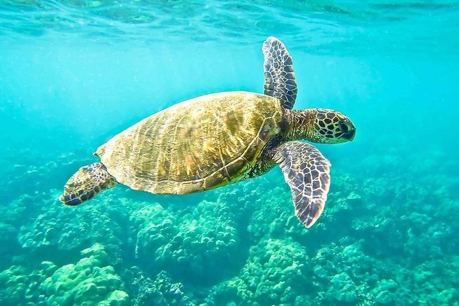 "Side: Boat Adventure to Dolphin Island – Swim and Enjoy Lunch" - The Manavgat Swim Stop: Your Real Water Time