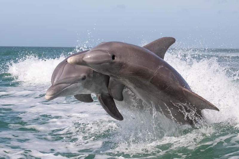 Side Dolphin Island Boat Cruise with Lunch & Drinks - Dolphin Island: The Wildlife Chance and the Best Way to Think About It