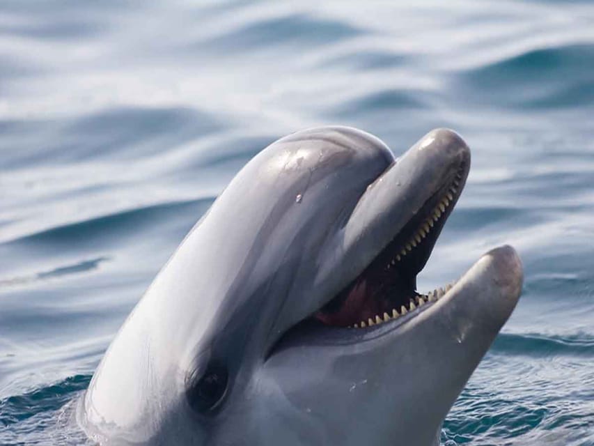 Side: Dolphin Island Boat Tour, Lunch, Sotf Drinks& Swimming - Safety and comfort: the stuff that affects your day the most