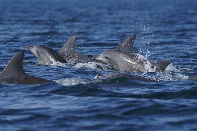Side: Dolphin Island Boat Tour with Foam Party and Lunch - Dolphin Island: 45 Minutes of Swimming and Foam Party