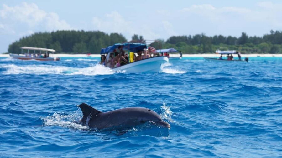 Side Dolphin Island Boat Trip with Lunch & Swim Stops - Pickup and Meeting the Turquoise Boat: Simple, But Watch the Details