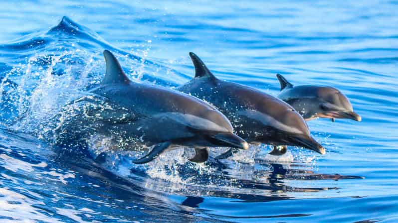 Side: Dolphin Island Boat Trip with Lunch & Unlimited Drinks - Key Things I’d Book This For