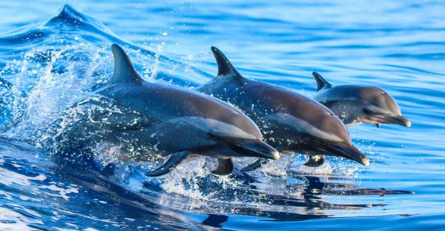 Side: Dolphin Island Boat Trip with Lunch & Unlimited Drinks - Passing Side’s Coast: Apollo, the Ancient Port, and River Views