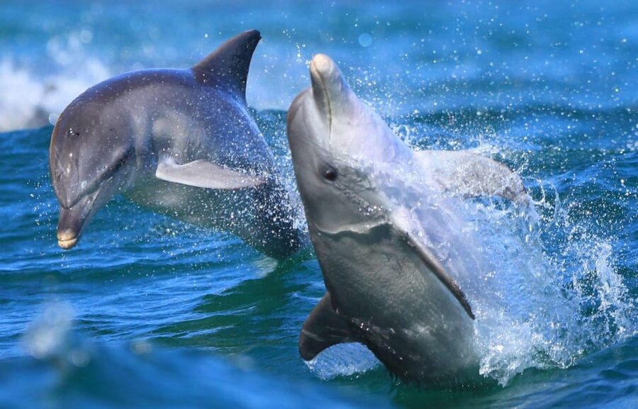Side: Dolphin Island Boat Trip with Lunch & Unlimited Drinks - Where You’ll Feel the Heat: Seats, Shade, and Music Volume
