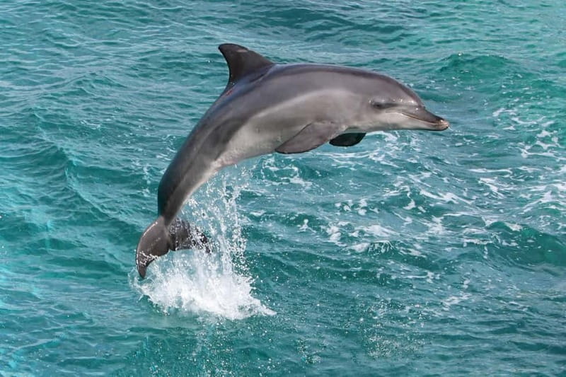 Side: Dolphins Island Cruise with Swimming Stops and Lunch - Manavgat River to Mediterranean: Why this route feels different