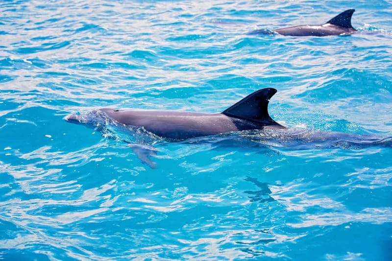 Side: Dolphins Island Cruise with Swimming Stops and Lunch - Foam party: fun for some, skip-it for others