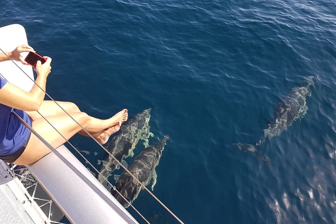 Sighting Dolphin Trip Estepona, Marbella - A dolphin hunt that still feels like a proper outing