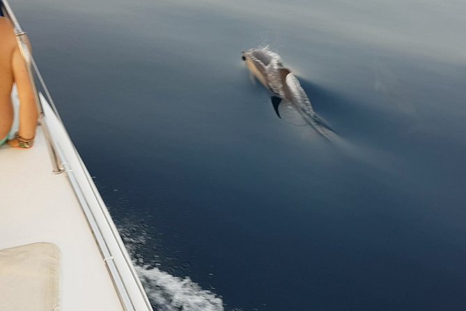 Sighting Dolphin Trip Estepona, Marbella - Where you board the catamaran in Estepona