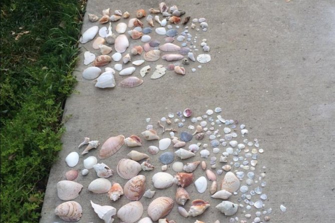 Small Group 2 Hour Dolphin Cruise with Snorkeling to Shell Key - St. Pete Beach to Shell Key: The Simple Plan That Works