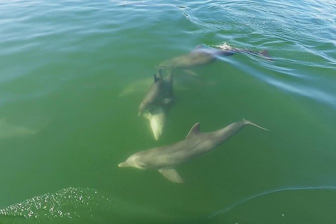 Small Group 2 Hour Dolphin Cruise with Snorkeling to Shell Key - Shell Key Island: Seashells, Shallow Water, and Beach Time