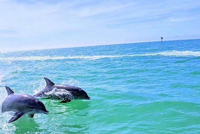 Small Group 2 Hour Dolphin Cruise with Snorkeling to Shell Key - What to Bring: The Small Stuff That Prevents Big Annoyance