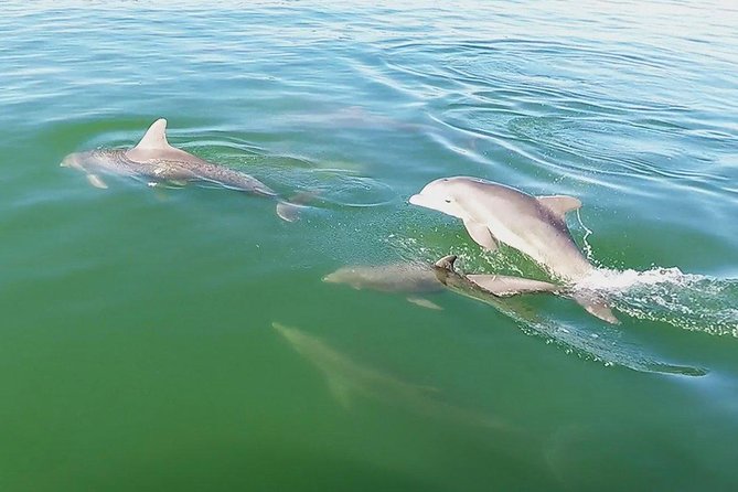 Small Group 2 Hour Dolphin Cruise with Snorkeling to Shell Key - Who This Tour Suits Best (and Who Should Adjust Expectations)