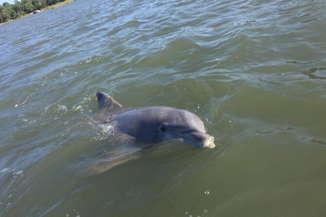 Small Group - 6 Passengers - Morning Dolphin and Donut Cruise - The small-group size: spotting dolphins feels easier