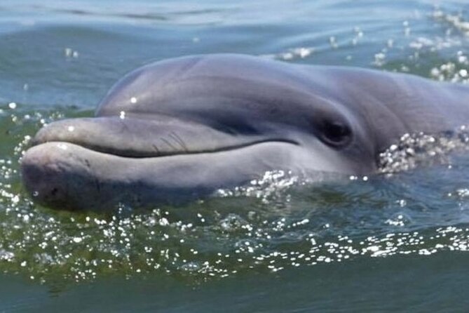Small Group - 6 Passengers - Morning Dolphin and Donut Cruise - Price and value: why $55 can feel fair here