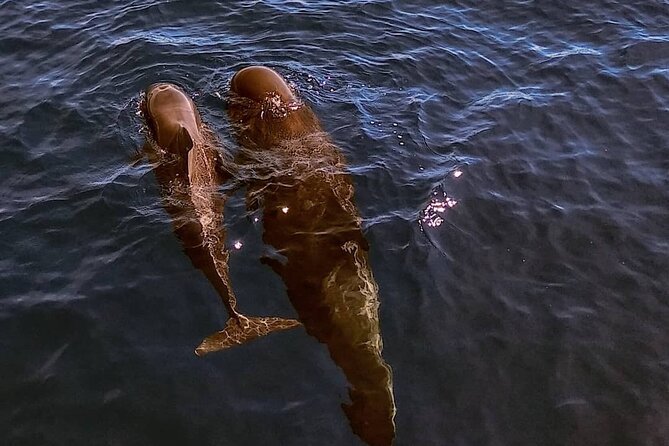 Small Group Boat Whale and Dolphin Watching Tour - Valle Gran Rey: where this whale trip starts