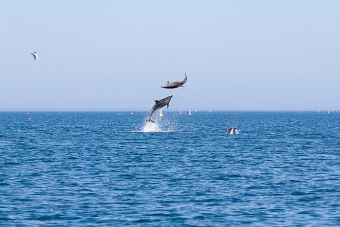 Small Group Dolphin and Wildlife Watching Tour in Faro - Marine biologists on board: more than spotting, real context